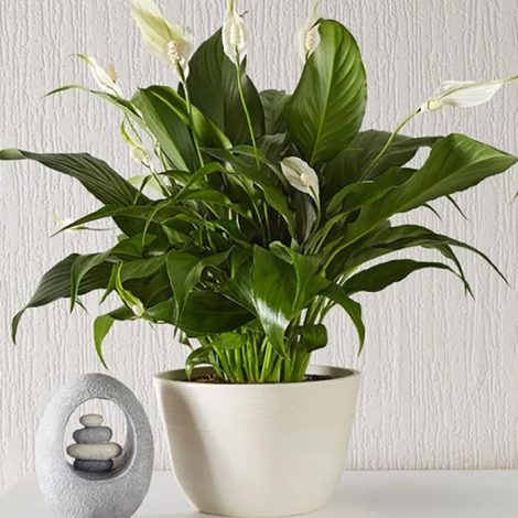 peace lily