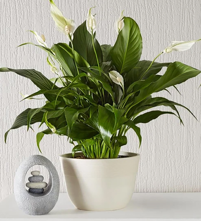 peace lily