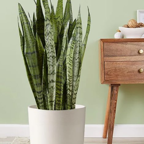snake plant