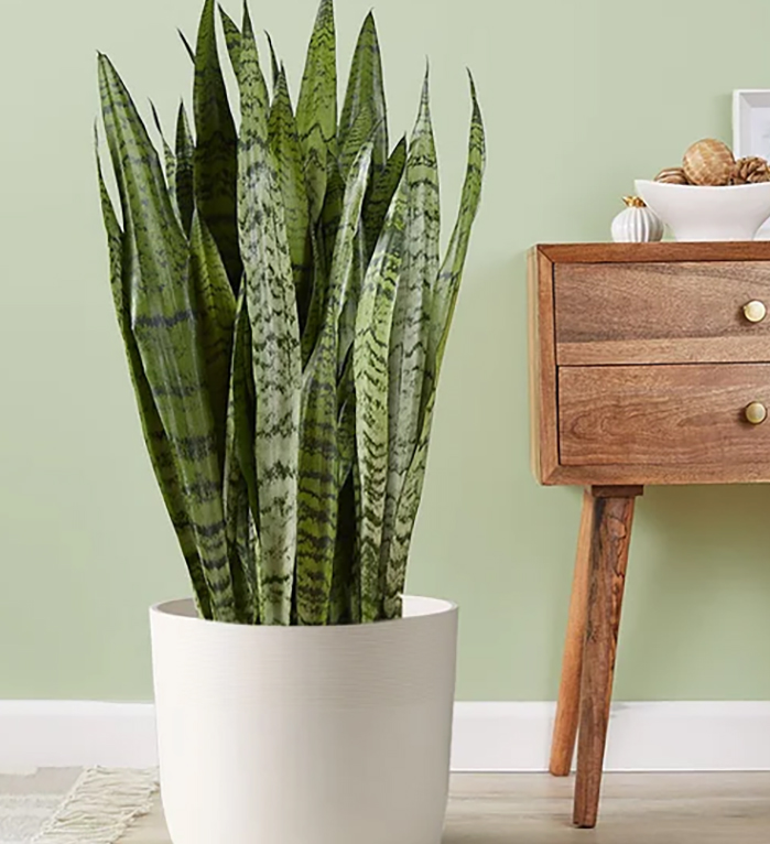 snake plant