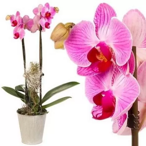 phalaenopsis 1