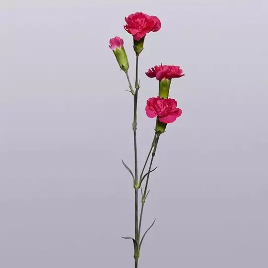 Značenje cveta karanfila i vodič za boje