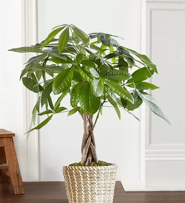 money tree
